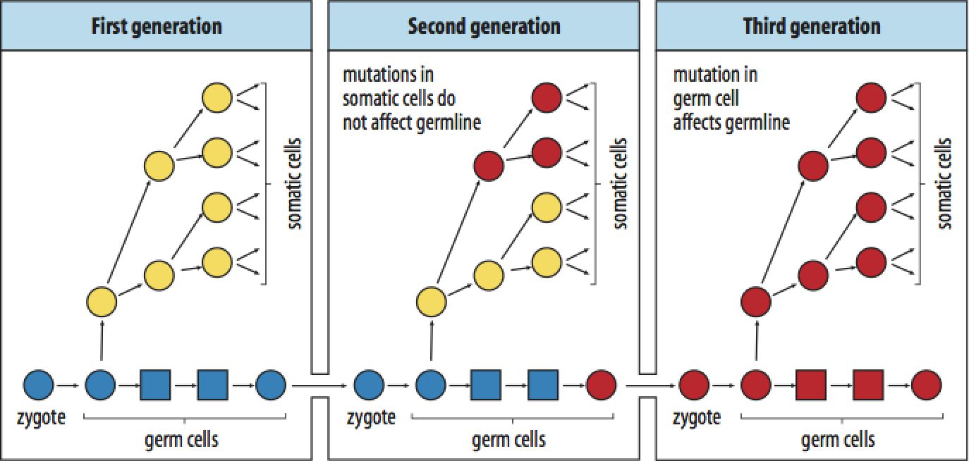 Developmental Biology 3230